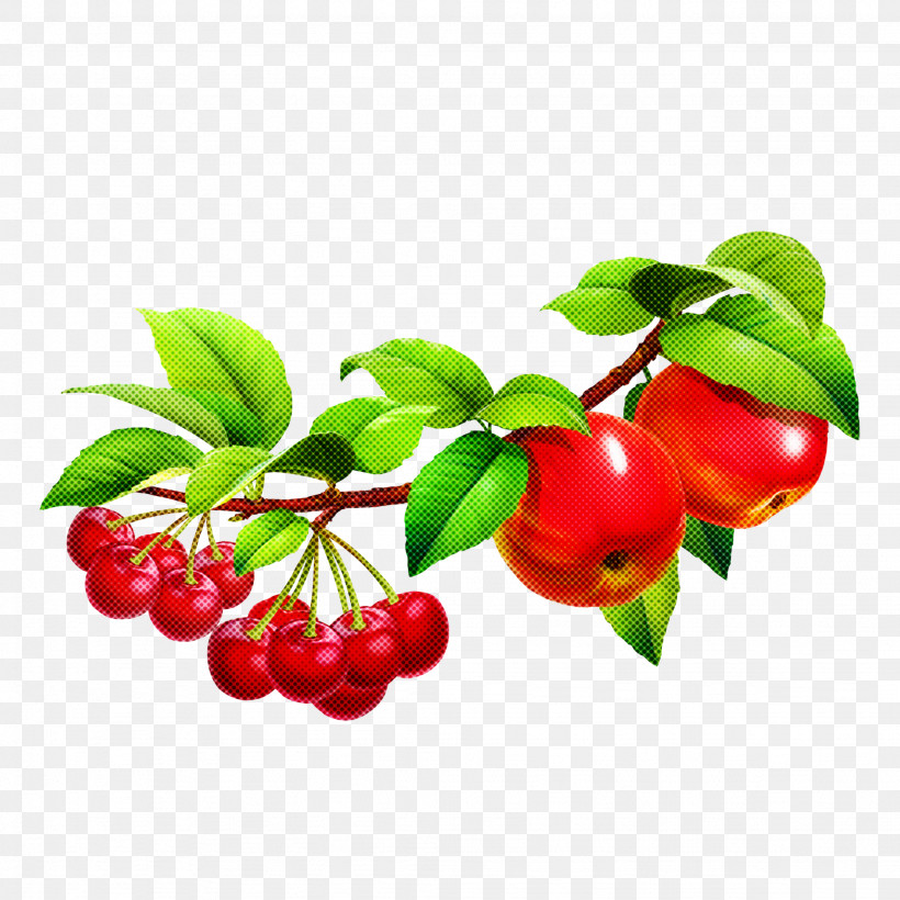 Fruit Berry Plant Flower Lingonberry, PNG, 2048x2048px, Fruit, Acerola, Acerola Family, Arctostaphylos, Arctostaphylos Uvaursi Download Free