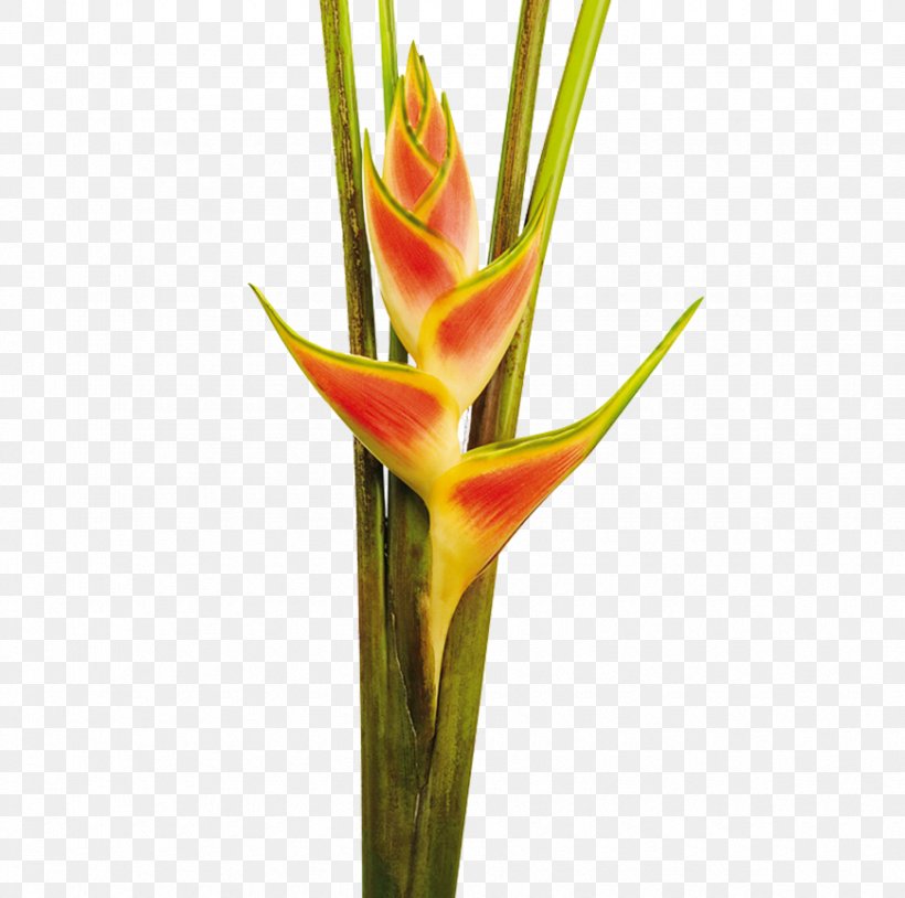 Heliconia Wagneriana Cut Flowers Colombia Bud, PNG, 870x864px, Heliconia Wagneriana, Bud, Business Telephone System, Colombia, Colombians Download Free