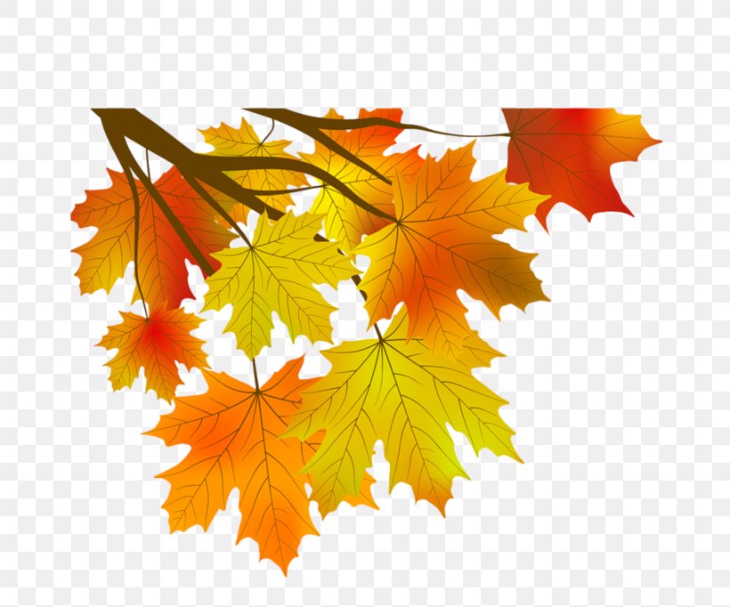 Maple Leaf Autumn, PNG, 709x682px, Maple Leaf, Abscission, Addition, Autumn, Fern Download Free