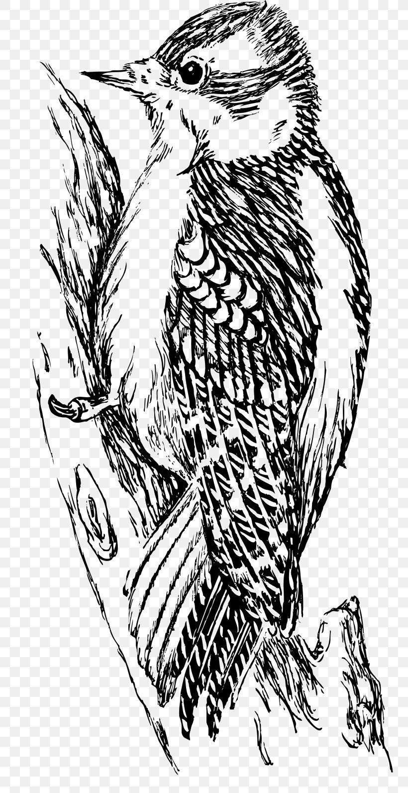 Woodpecker Gabby Gator Hawk Bird Buzz Buzzard, PNG, 795x1593px, Woodpecker, Art, Artwork, Beak, Bird Download Free