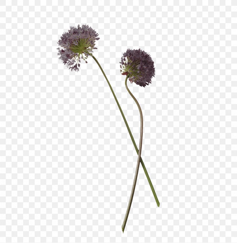 Flower Chives Herb Plant Stem, PNG, 1560x1600px, Flower, Allium, Chives, Cut Flowers, Flora Download Free
