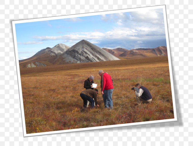 Rangeland Cattle Landscape Plain Steppe, PNG, 764x620px, Rangeland, Bureau Of Land Management, Cattle, Cattle Like Mammal, Ecoregion Download Free