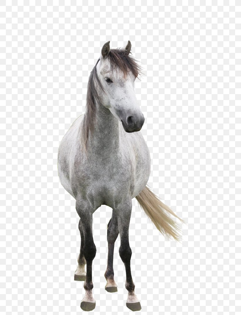 Arabian Horse Andalusian Horse Mare Mustang Cat, PNG, 714x1071px, Arabian Horse, Andalusian Horse, Breed, Bridle, Cat Download Free
