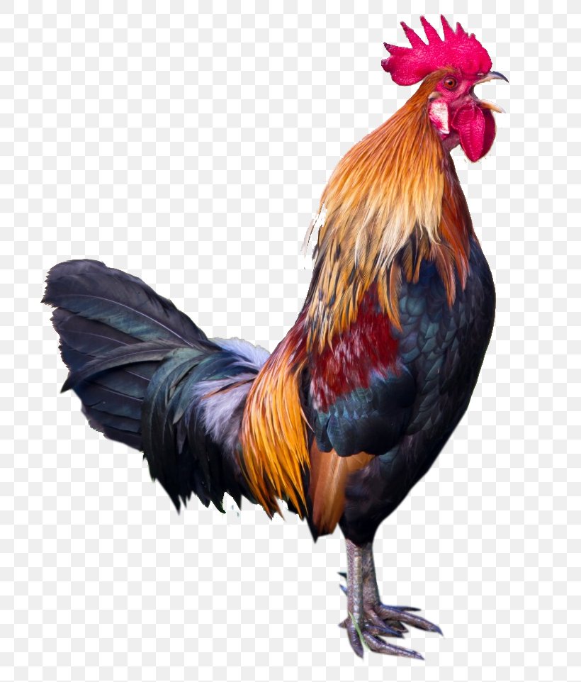 Bird Chicken Rooster Fowl Comb, PNG, 705x962px, Bird, Beak, Chicken, Comb, Fowl Download Free