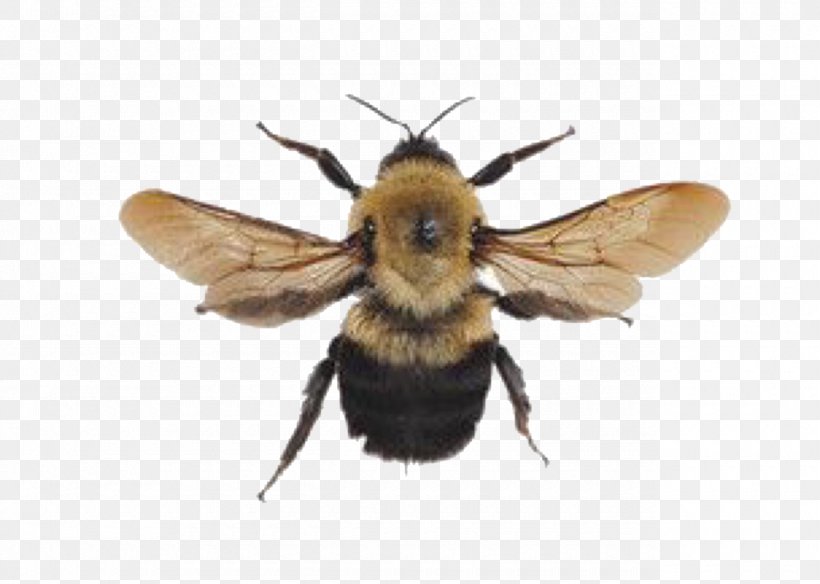 Bumblebee Image Aesthetics, PNG, 1280x913px, Bee, Aesthetics, Art, Arthropod, Beetle Download Free