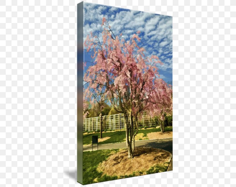 Cherry Blossom ST.AU.150 MIN.V.UNC.NR AD Sky Plc, PNG, 390x650px, Cherry Blossom, Blossom, Branch, Cherry, Flower Download Free