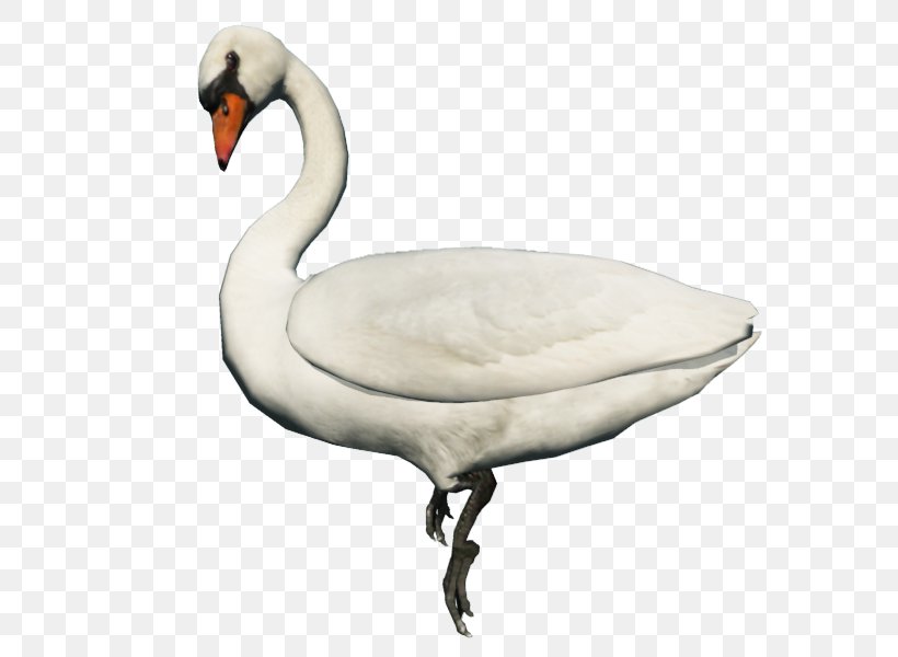 Goose Bird Duck Whooper Swan Clip Art, PNG, 800x600px, Goose, Animal, Beak, Bird, Black Swan Download Free