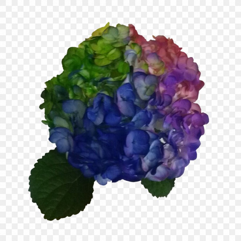 Hydrangea Flower Color Blue Violet, PNG, 900x900px, Hydrangea, Annual Plant, Blue, Cobalt Blue, Color Download Free