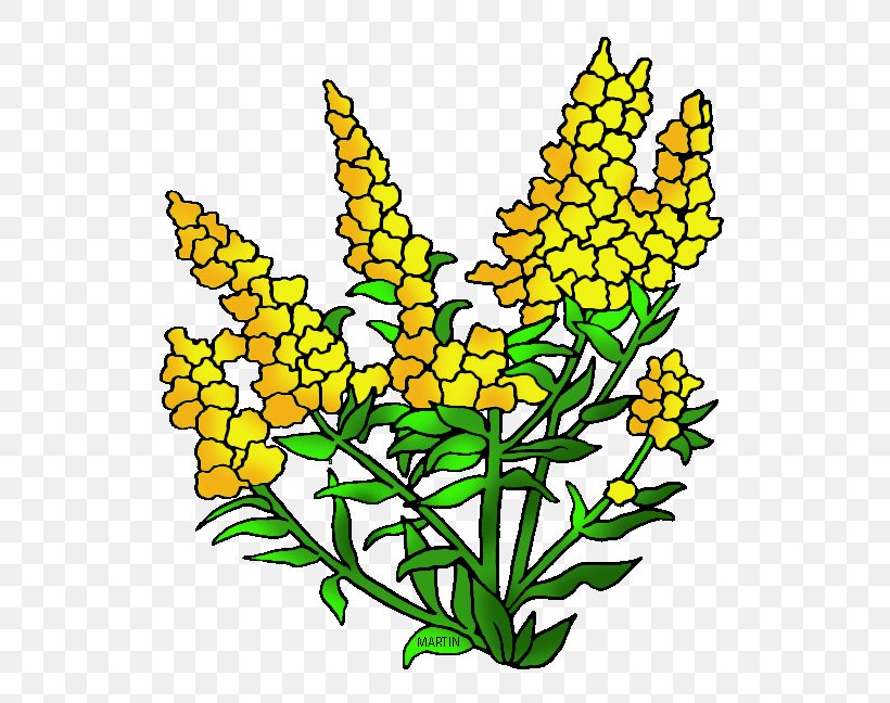 Nebraska Goldenrod Kentucky Clip Art, PNG, 578x648px, Nebraska, Artwork, Blog, Commodity, Cut Flowers Download Free