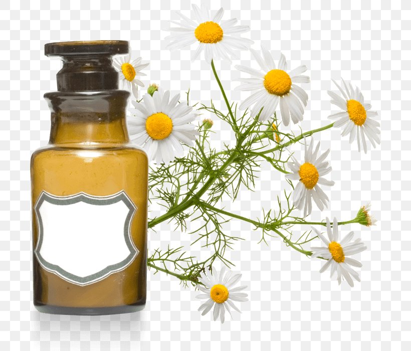 Roman Chamomile Essential Oil Aromatherapy Cajeput Oil, PNG, 700x700px, Roman Chamomile, Angelica Archangelica, Aromatherapy, Bergamot Essential Oil, Cajeput Oil Download Free