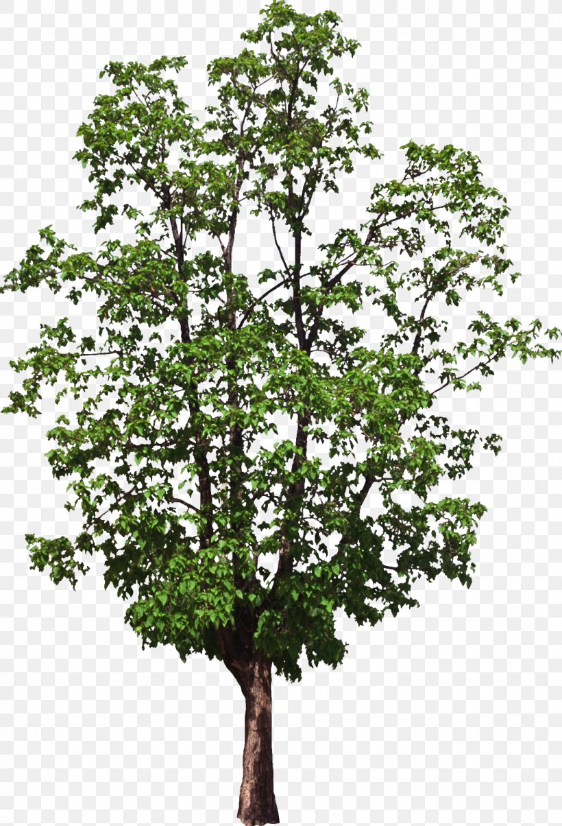 Tree Computer Software, PNG, 1334x1960px, Tree, Branch, Computer Software, Depositfiles, Document File Format Download Free