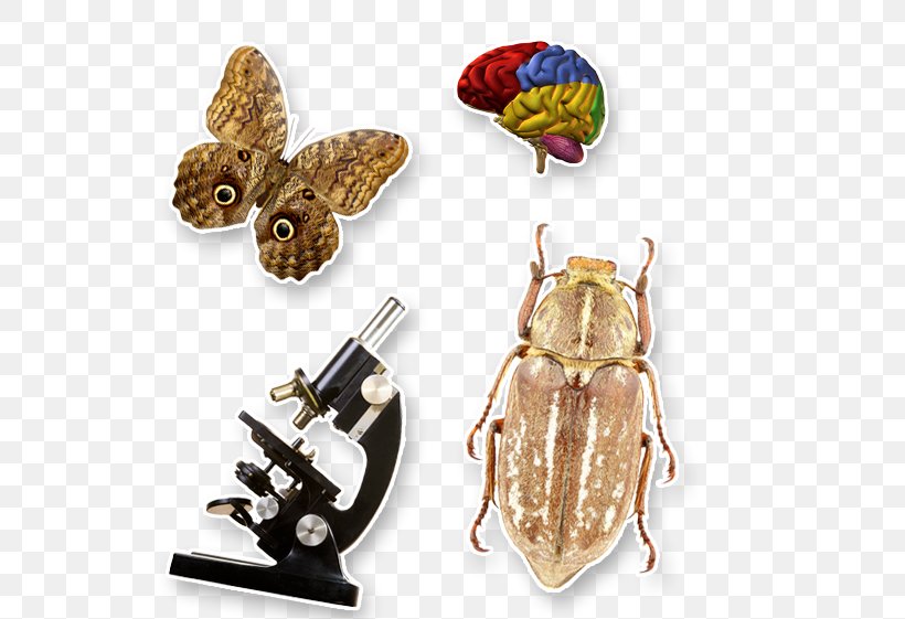Biology Unified State Exam School Perm Insect, PNG, 549x561px, Biology, Biological Membrane, Cram School, Ecology, Insect Download Free