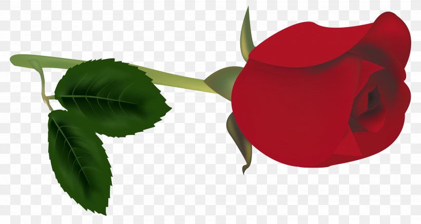 Bud Rose Red Clip Art, PNG, 4000x2136px, Bud, Blog, Flower, Flowering Plant, Free Content Download Free