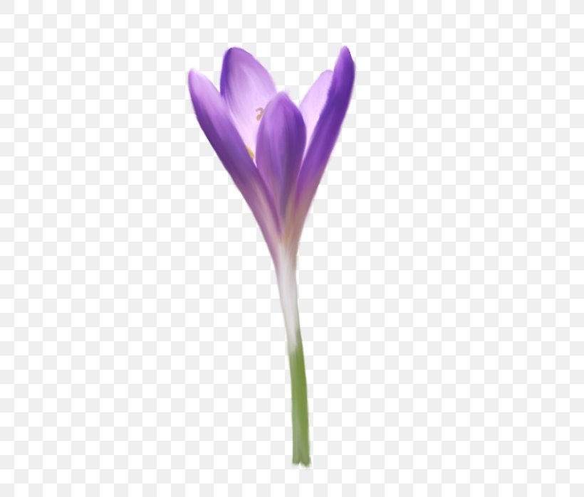 Crocus Violet Plant Stem Herbaceous Plant Plants, PNG, 487x699px, Crocus, Flower, Flowering Plant, Herbaceous Plant, Iris Family Download Free