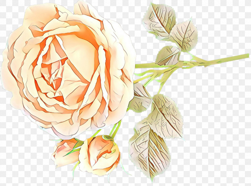 Garden Roses, PNG, 2320x1724px, Flower, Cut Flowers, Garden Roses, Orange, Peach Download Free