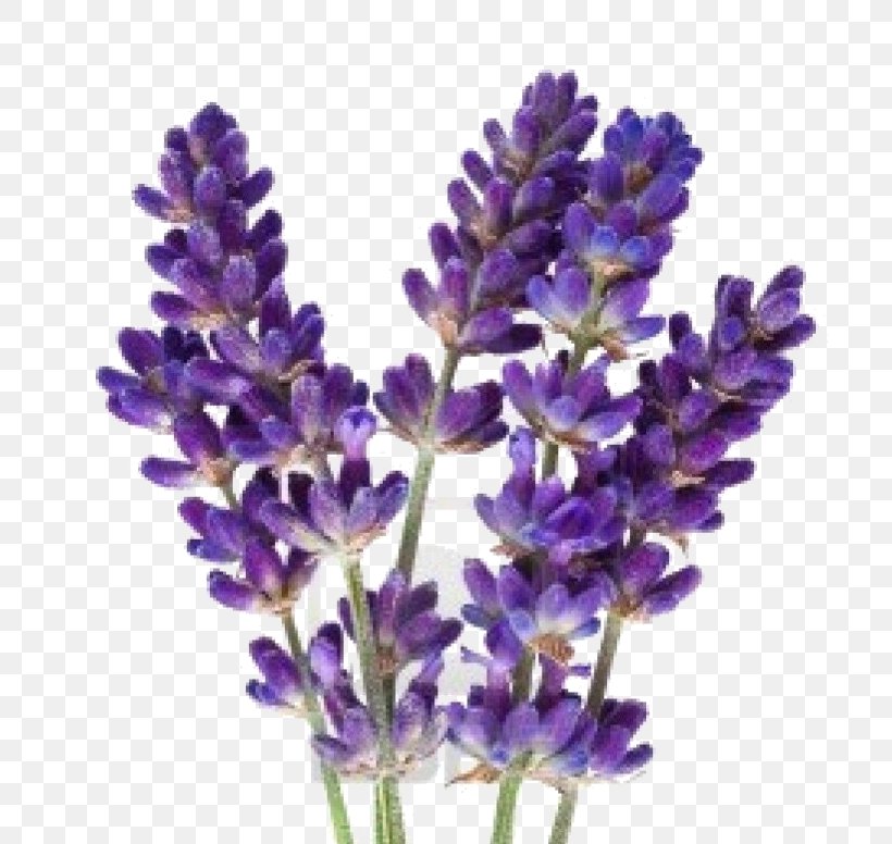 Lavender Oil Flower Herbal Distillate Stock Photography, PNG, 776x776px, Lavender, Common Sage, Cut Flowers, English Lavender, Essential Oil Download Free