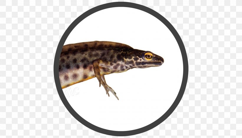 Newt Reptile Amphibian Lizard Terrestrial Animal, PNG, 2520x1440px, Newt, Amphibian, Animal, Fauna, Lizard Download Free