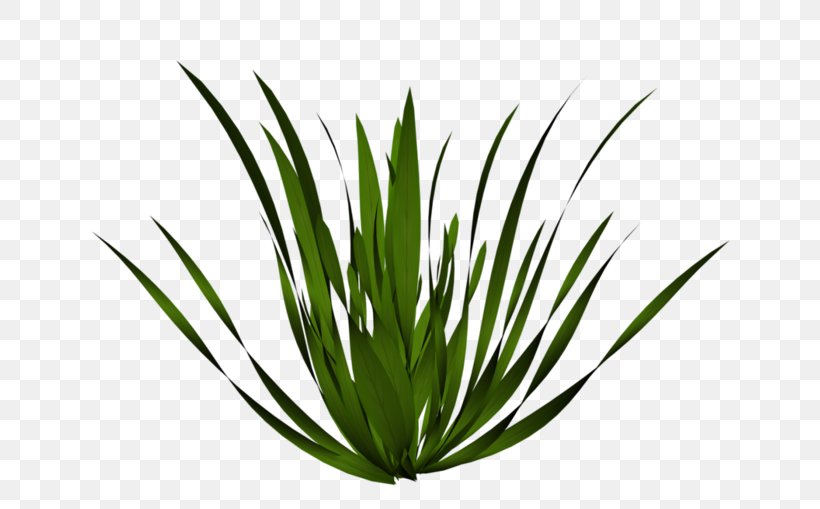 Plant Drawing Tree Grasses, PNG, 699x509px, Plant, Agave, Agave Azul, Agave Nectar, Aloe Download Free