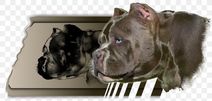 Dog Breed Cane Corso American Pit Bull Terrier Snout, PNG, 1012x482px, Dog Breed, American Pit Bull Terrier, Breed, Cane Corso, Carnivoran Download Free