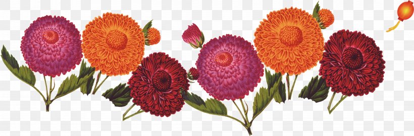 Double Ninth Festival Cornus Mas Chrysanthemum Floral Design, PNG, 4830x1595px, Double Ninth Festival, Art, Chrysanthemum, Cornus Mas, Cornus Officinalis Download Free