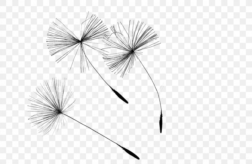 Dandelion Drawing Seed Illustration, PNG, 1200x784px, Dandelion, Black And White, Curtain, Drawing, Flower Download Free