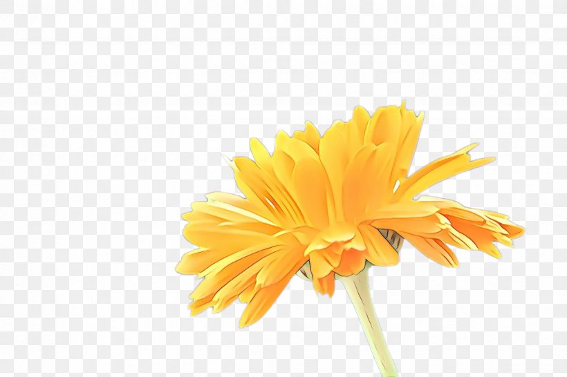 Flowers Background, PNG, 2448x1632px, Marigold, Barberton Daisy, Bloom, Blossom, Calendula Download Free