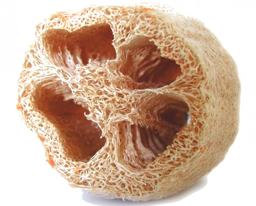 Sponge Gourd Cucurbitaceae Vegetable, PNG, 887x716px, Sponge Gourd, Bathroom, Bread, Cucurbitaceae, Fruit Download Free