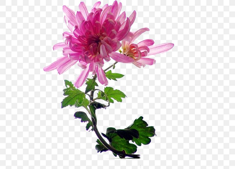 Chrysanthemum Indicum Flower Pink, PNG, 521x591px, Chrysanthemum Indicum, Annual Plant, Artificial Flower, Aster, Chrysanthemum Download Free