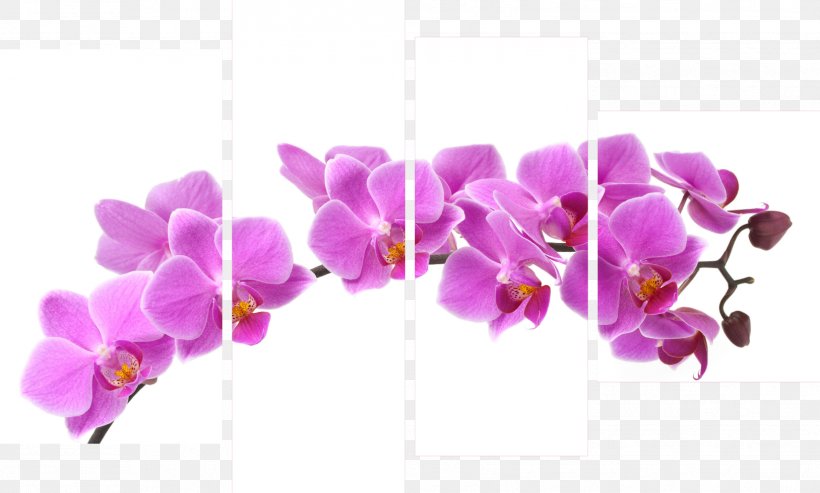 Moth Orchids Cut Flowers Violaceae, PNG, 1627x980px, Moth Orchids, Cut Flowers, Flower, Flowering Plant, Lilac Download Free