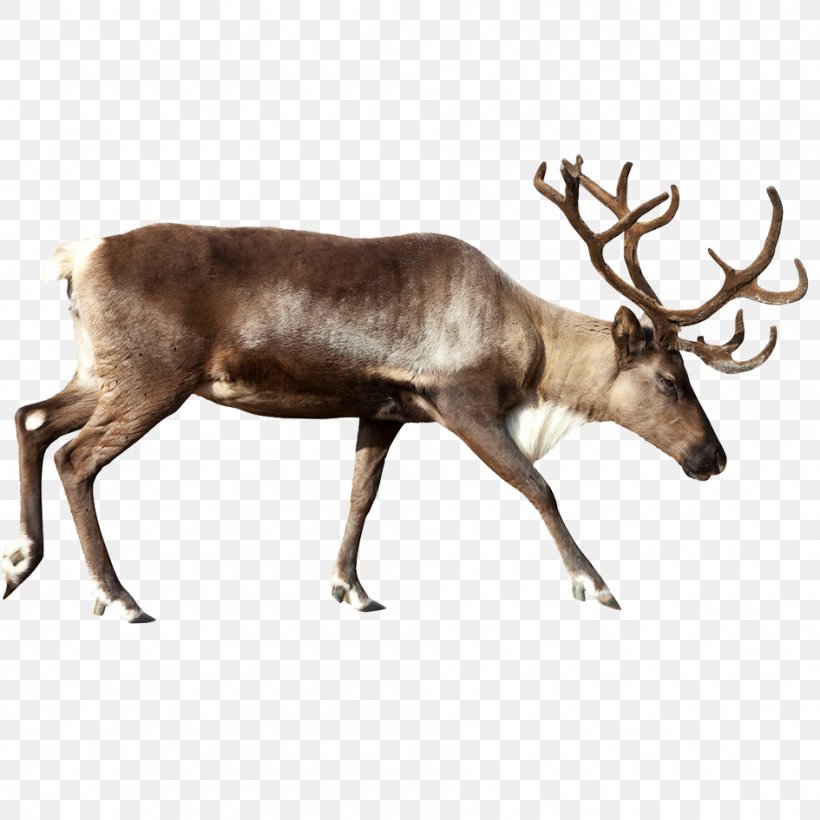 Rudolph Reindeer Santa Claus Stock Photography, PNG, 945x945px, Rudolph, Antler, Christmas, Christmas Stocking, Deer Download Free