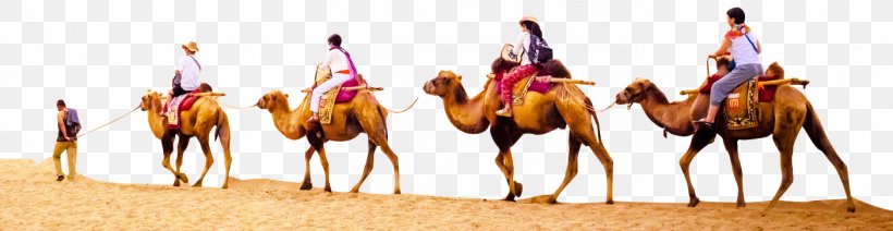 Camel, PNG, 1405x364px, Camel, Arabian Camel, Camel Like Mammal, Desert, Livestock Download Free