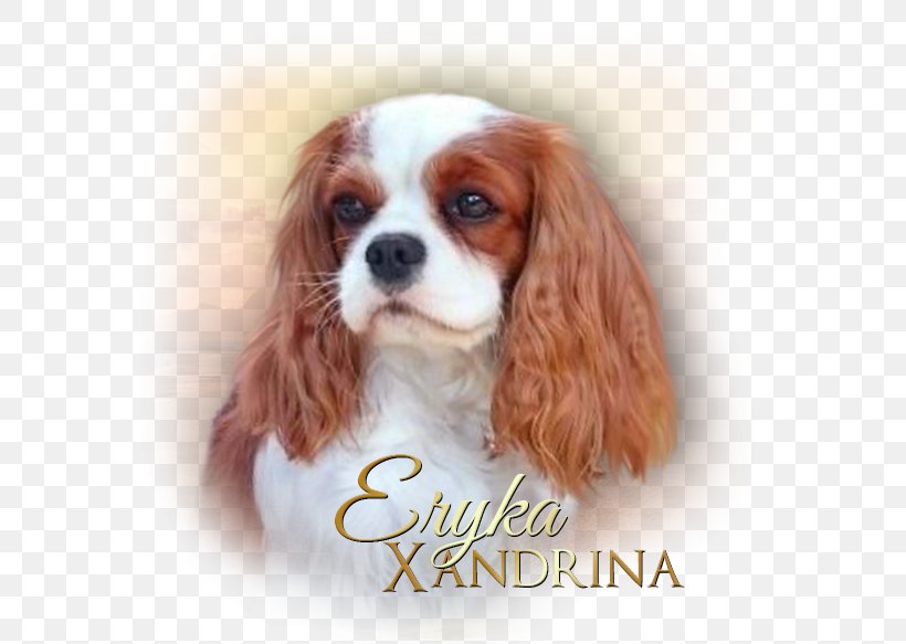 Cavalier King Charles Spaniel Puppy Dog Breed Companion Dog, PNG, 587x583px, King Charles Spaniel, Breed, Carnivoran, Cavalier King Charles Spaniel, Companion Dog Download Free