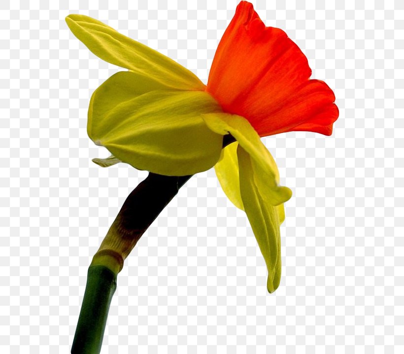 Daffodil Canada Flower Symbol Garden Roses, PNG, 558x718px, Daffodil, Amaryllis Belladonna, Amaryllis Family, Blossom, Bulb Download Free