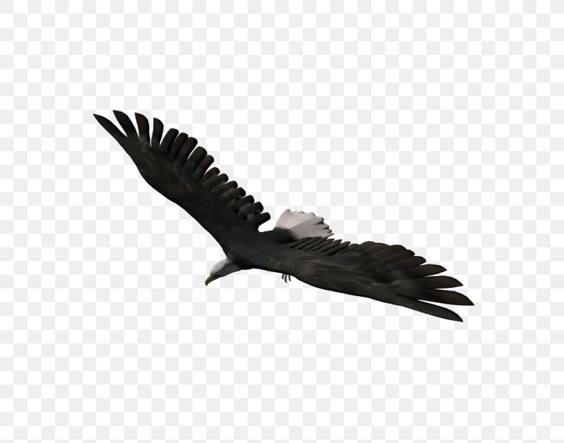 Autodesk 3ds Max .3ds Computer-aided Design EAGLE, PNG, 645x645px, 3d Computer Graphics, Autodesk 3ds Max, Accipitriformes, Airplane, Animal Download Free