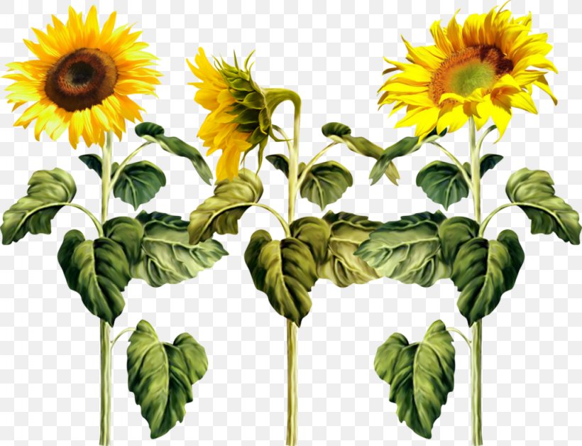 Common Sunflower Pixel Clip Art, PNG, 1024x785px, Common Sunflower, Daisy Family, Digital Image, Flower, Flowering Plant Download Free