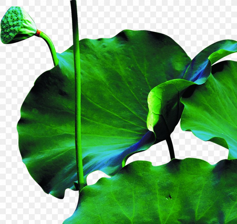 Lotus Pond, Kaohsiung Nelumbo Nucifera Aquatic Plant, PNG, 1418x1340px, Lotus Pond Kaohsiung, Aquatic Plant, Black And White, Flower, Green Download Free