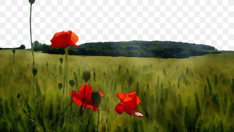 Natural Landscape Nature Meadow Field Poppy, PNG, 960x540px, Watercolor, Coquelicot, Field, Flower, Grassland Download Free