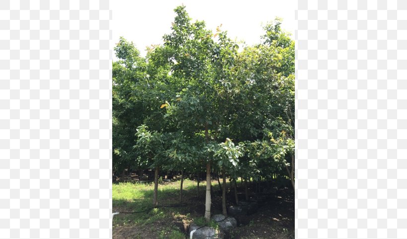 Anacahuita Ehretia Anacua Texas Ebony Sweet Acacia Evergreen, PNG, 640x481px, Sweet Acacia, Acacia, Biome, Evergreen, Grass Download Free