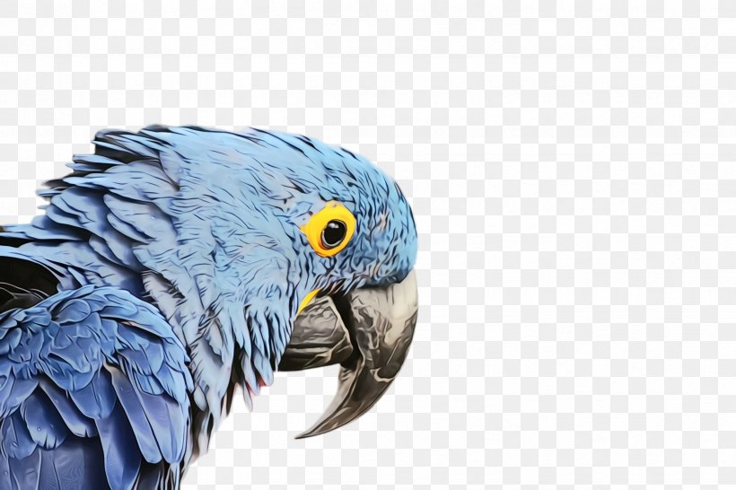 Colorful Background, PNG, 2448x1632px, Parrot, African Grey, Beak, Bird, Closeup Download Free