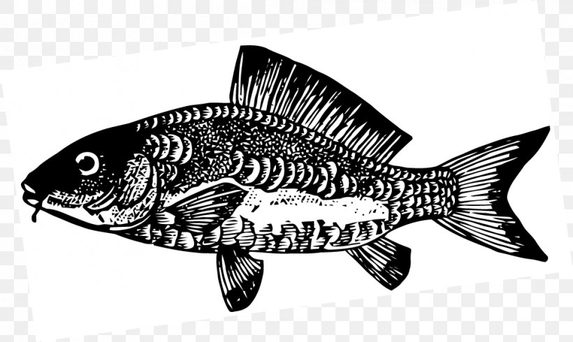 Fish Carp Black And White Clip Art, PNG, 1009x603px, Fish, Animal, Bass, Black And White, Black Carp Download Free