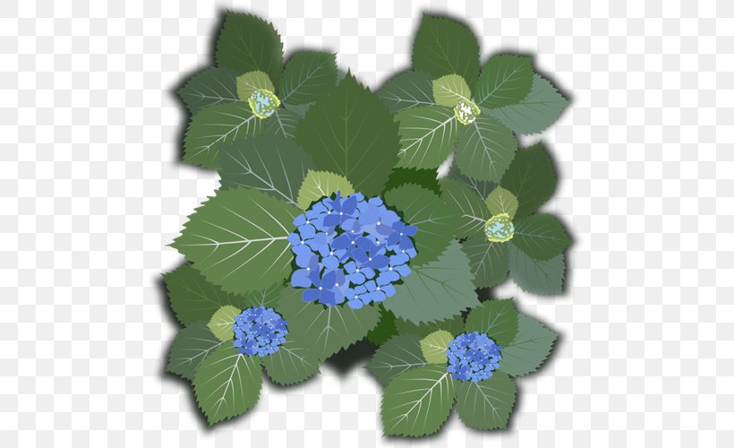 French Hydrangea Flower Clip Art, PNG, 500x500px, French Hydrangea, Bud, Cornales, Flower, Flowering Plant Download Free