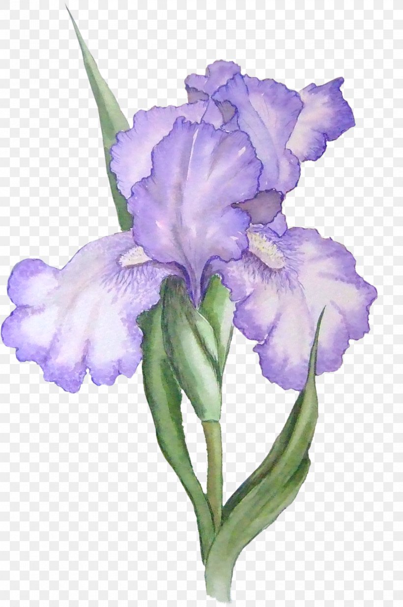 Featured image of post Iris Flower Drawing With Color / Here you can explore hq iris transparent illustrations, icons and clipart with filter setting like size, type, color etc.
