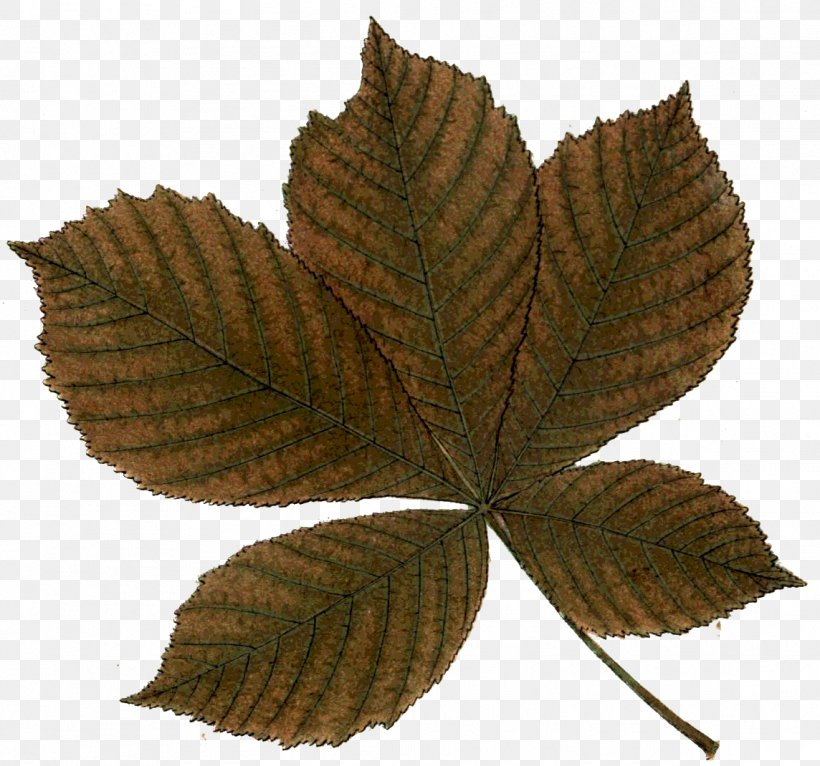 Leaf Painting Education Picture Frames Author, PNG, 1144x1070px, Leaf, Author, Education, Learning, Painting Download Free