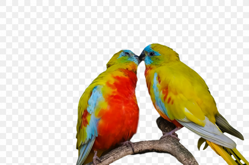 Lovebird, PNG, 1920x1280px, Lovebird, Beak, Feather, Loriini, Macaw Download Free