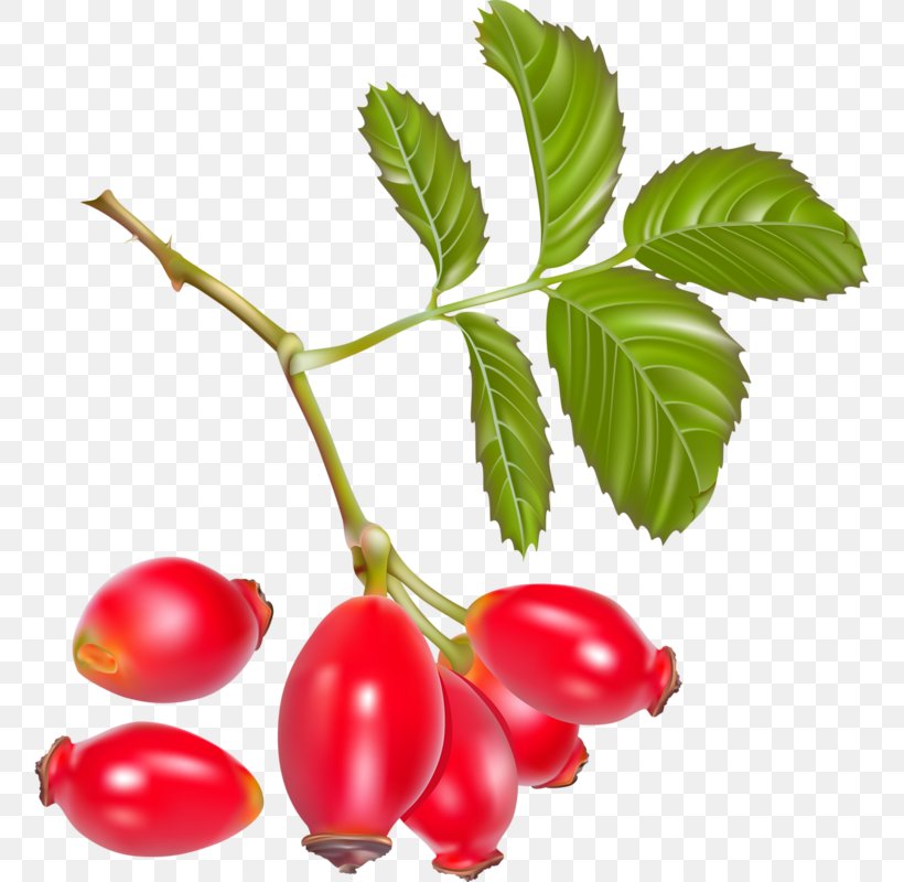 Rose Hip Vector Graphics Dog-rose Juice Fruit, PNG, 758x800px, Rose Hip, Acerola, Acerola Family, Apple, Berries Download Free