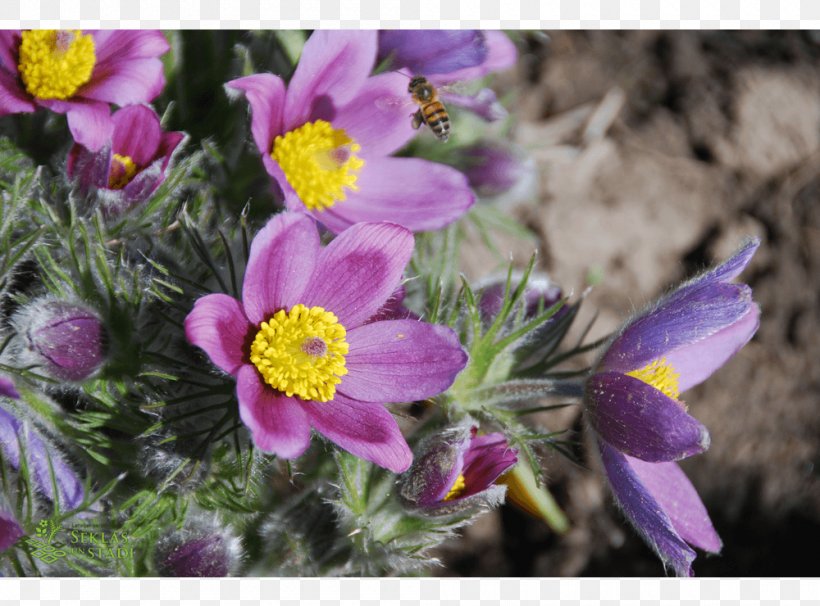 Annual Plant Anemone Herbaceous Plant Violet Wildflower, PNG, 1000x740px, Annual Plant, Anemone, Aster, Family, Flora Download Free