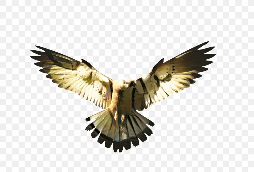 Eagle Cartoon, PNG, 1505x1024px, 3d Computer Graphics, Eagle, Accipitridae, Beak, Bird Download Free