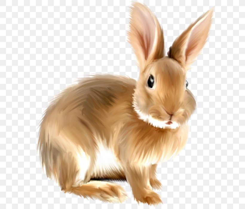 European Hare Domestic Rabbit Clip Art, PNG, 624x698px, European Hare, Alligator, Domestic Rabbit, Drawing, Fauna Download Free