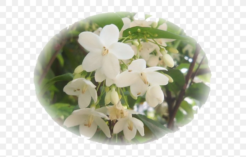 Flower Song Lam Nam Phen ดอกไม้ให้คุณ เพลงไทยเดิม, PNG, 700x525px, Flower, Allamanda Cathartica, Alstonia Scholaris, Flowering Plant, Jasmine Download Free
