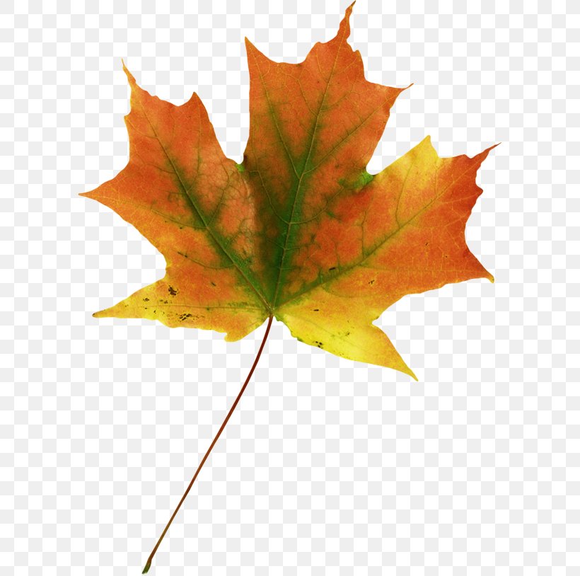 Maple Leaf Autumn Leaves, PNG, 600x814px, Maple Leaf, Autumn, Autumn Leaf Color, Autumn Leaves, Digital Image Download Free